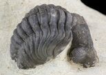Metacanthina (Asteropyge) Trilobite #46727-3